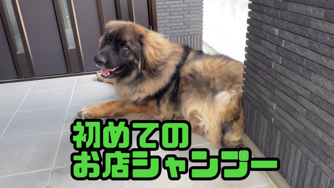 【超大型犬】　お店でシャンプー　Leonberger　レオンベルガー
