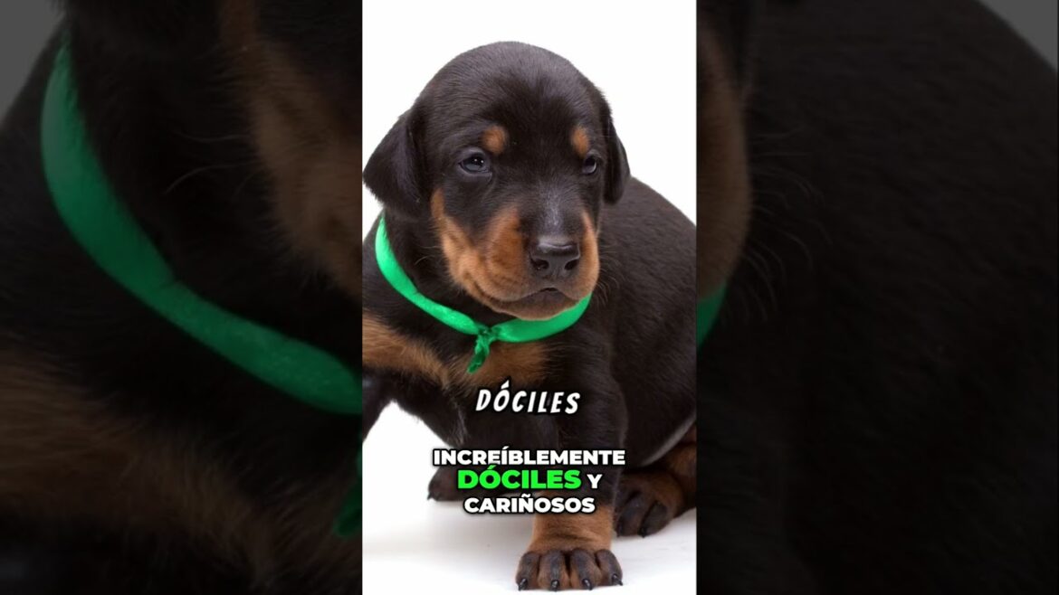 La verdad sobre los Dobermans Nobleza y Versatilidad de una Raza Guardian, pero Cariñosa