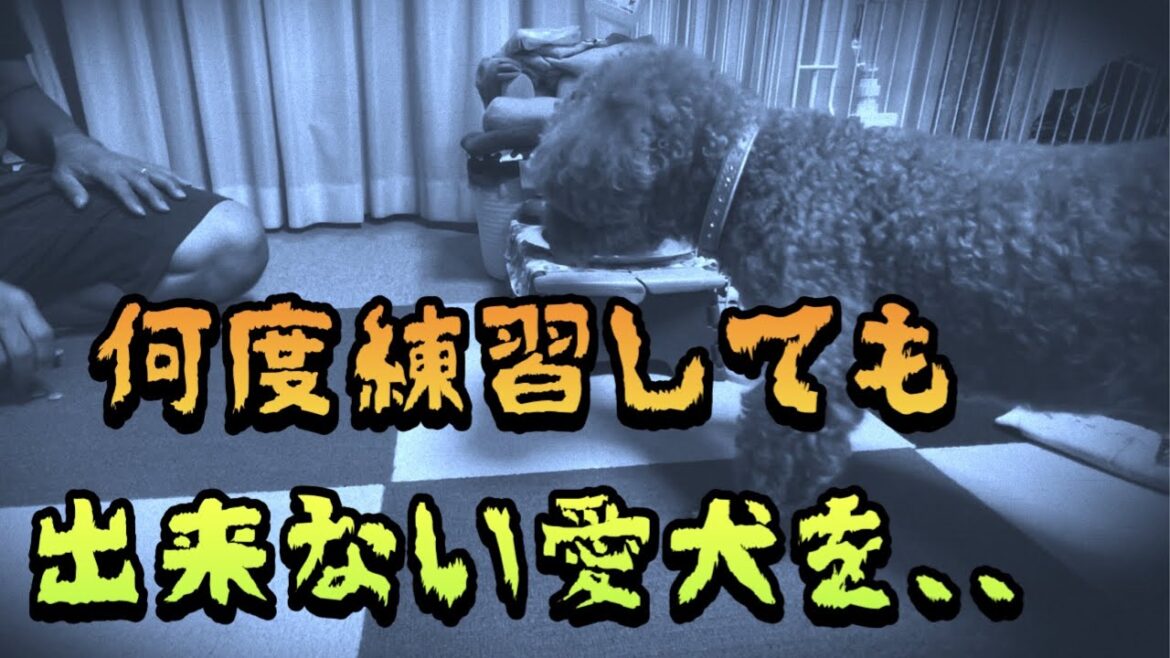 トイプードルのしつけ 家族の絆を教えてみたら、、【名古屋 しゃべる トイプードル】
