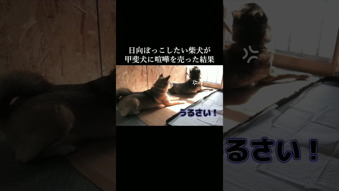 怒ると怖い甲斐犬に柴犬が喧嘩を売った結果…こうなりました #柴犬 #甲斐犬#youtubeshorts