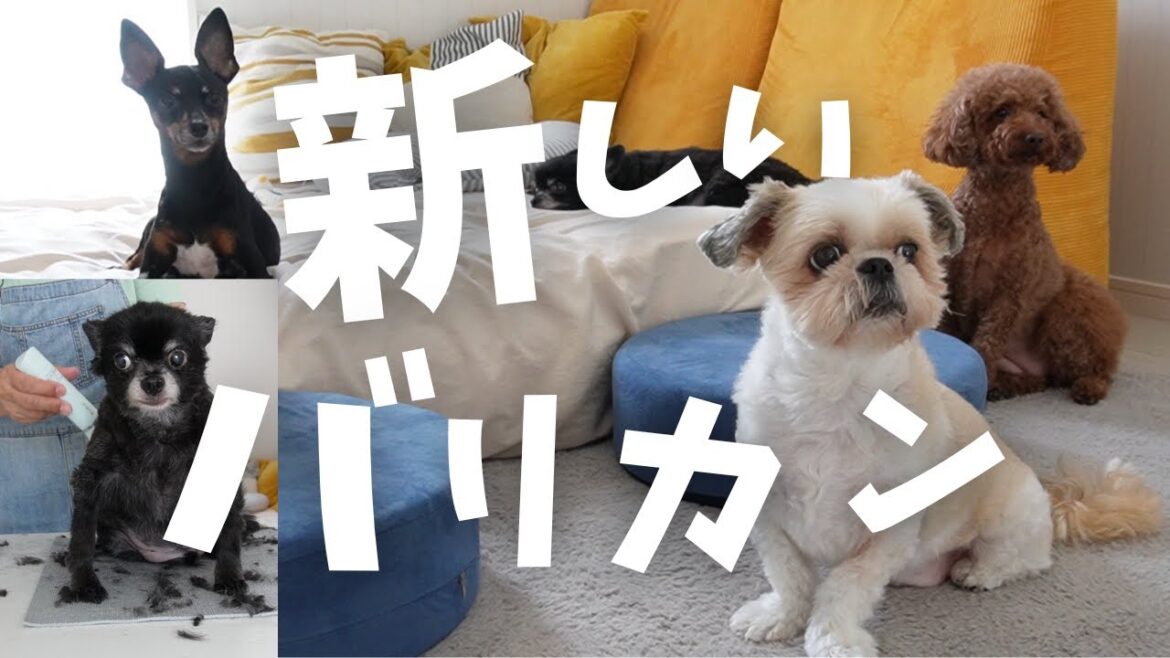 【おうちトリミング】新しいバリカン買ったら値段の差がわかりすぎたっ!老犬はおうちでトリミング～多頭飼い～チワワ シーズー ミニチュアピンシャー トイプードル