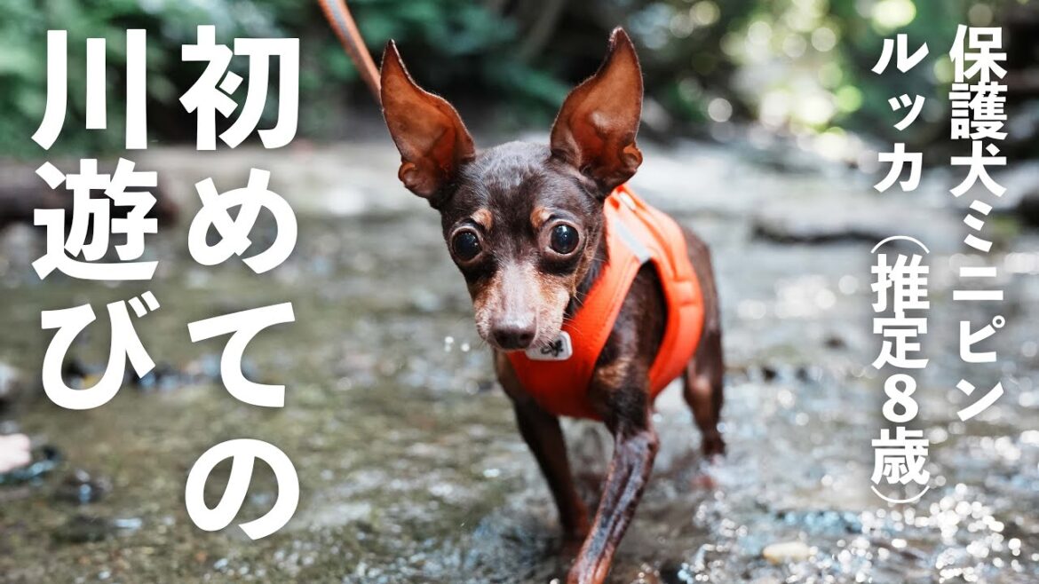 保護犬ミニピン、初めての渓流！【夏の犬連れおすすめスポット in 横浜市】