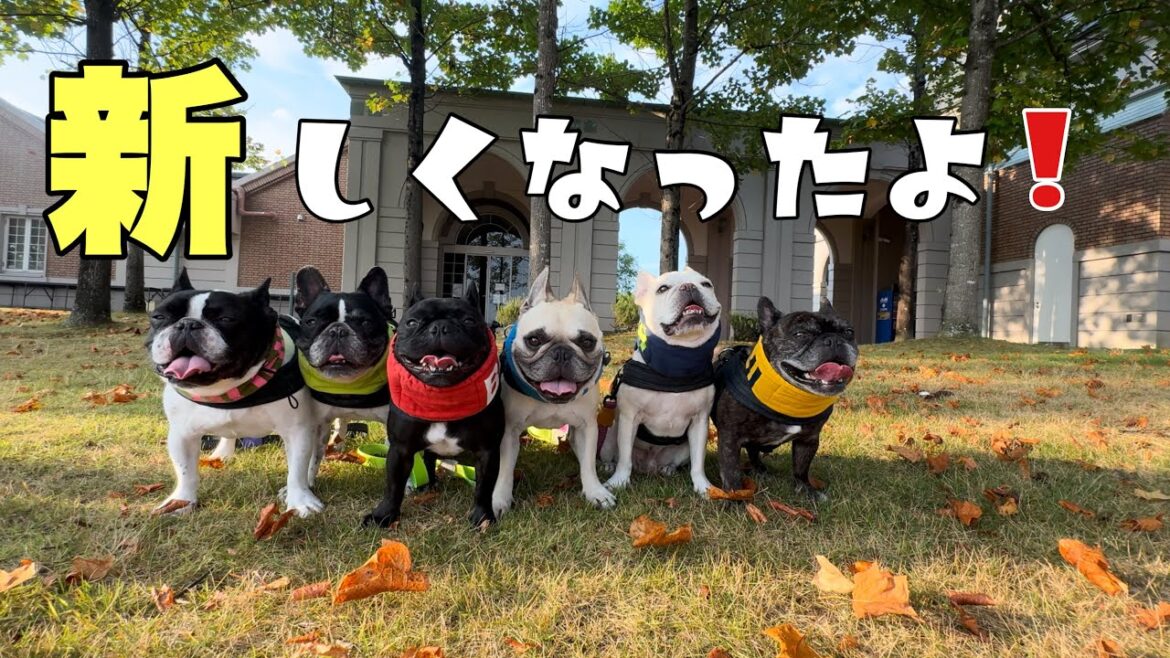 新しくなったみんなの首輪、ハーネス、リードをさっそくお披露目します！