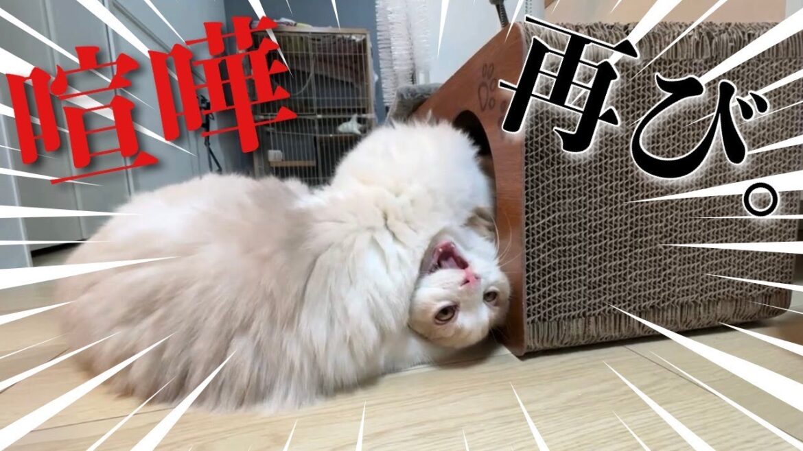 子猫の喧嘩はどの程度が止めないといけないのでしょうか？