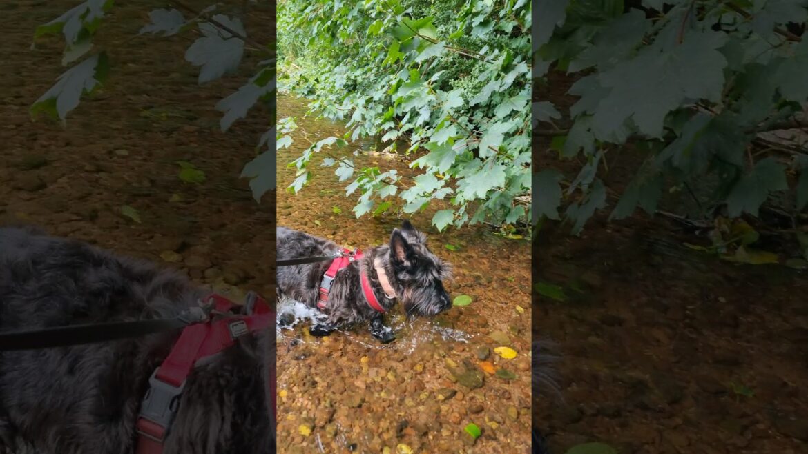 Someone has to be dragged out of the river 😆  -  #shortsfeed