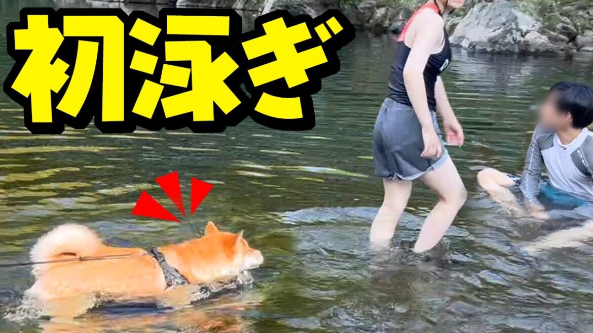 大好きな娘と兄を追いかけ初泳ぎする一生懸命な柴犬姉妹が可愛い