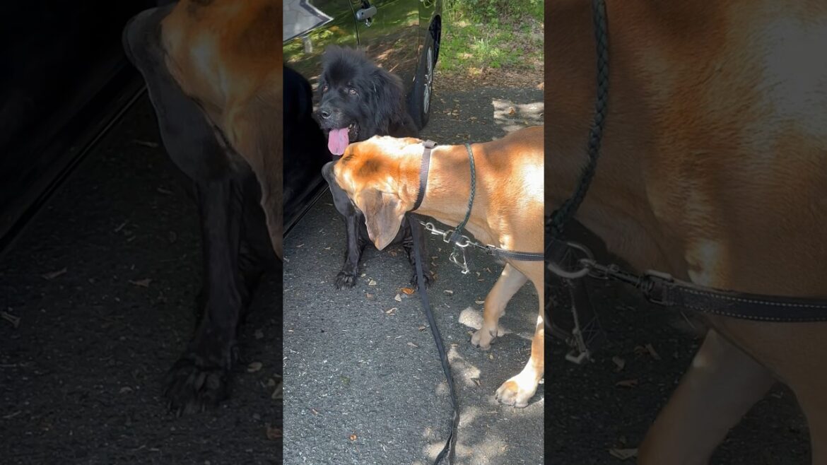 初めまして ロイ君❤️ ニューファンドランド ボス君 グレートデン コラボ 超大型犬 大型犬 渡辺ボス 可愛い 優しい 愛犬 わんこ いぬ 多頭飼い ドッグ