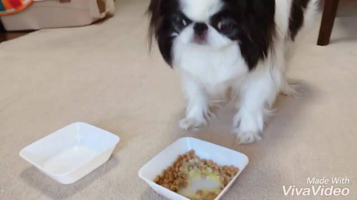 狆（チン）のそらこ💩朝のうんこする💩  日本狆Japanese Chin