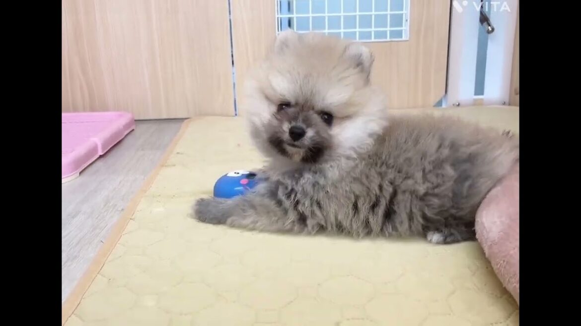 【マルワン横浜 港北NT店】ふわもこポメラニアンくんが新しく仲間入り♪
