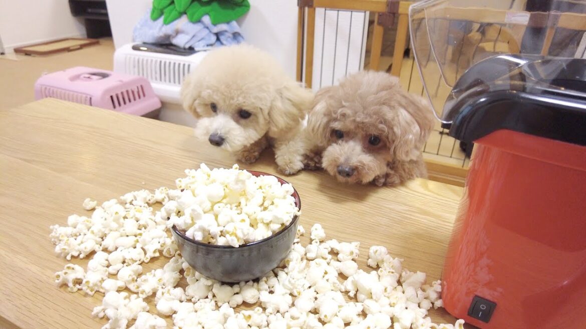 犬の前でポップコーンを作ってみたらガチでパニックになったw