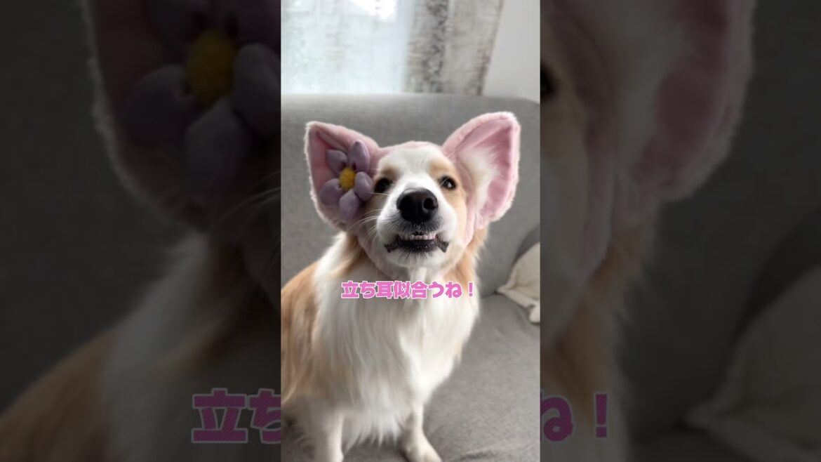カチューシャで変身！立ち耳も丸い耳も似合ってしまうボーダーコリーです🐾 #ボーダーコリー