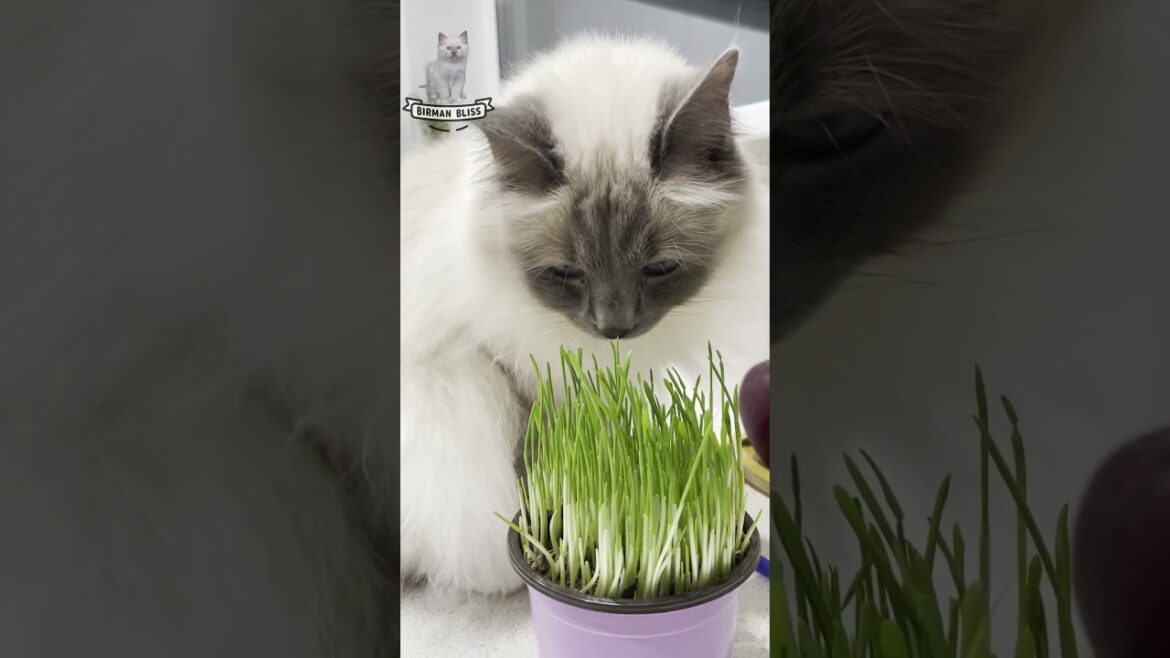 Herbivore Kitty 🌿🐱 #cat #cats #funny #shorts #fyp