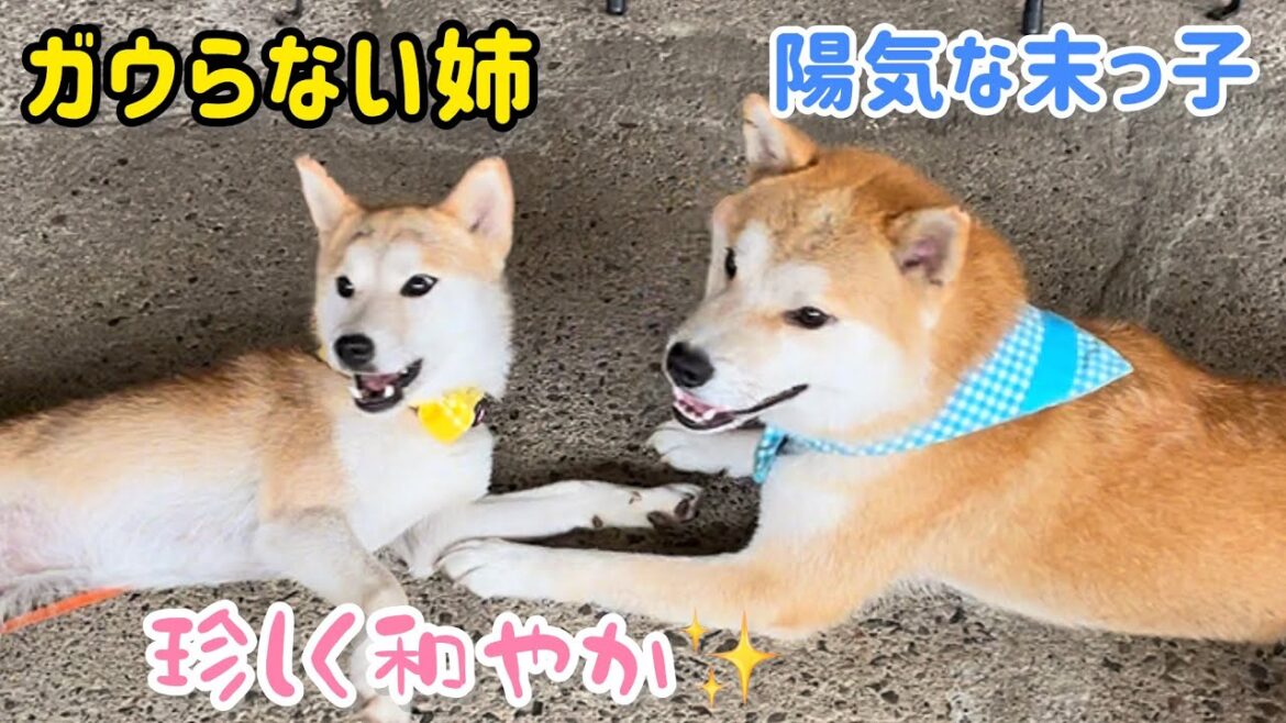 ガウらない姉柴犬と陽キャ末っ子の仲睦まじい和やかな時間が可愛いです