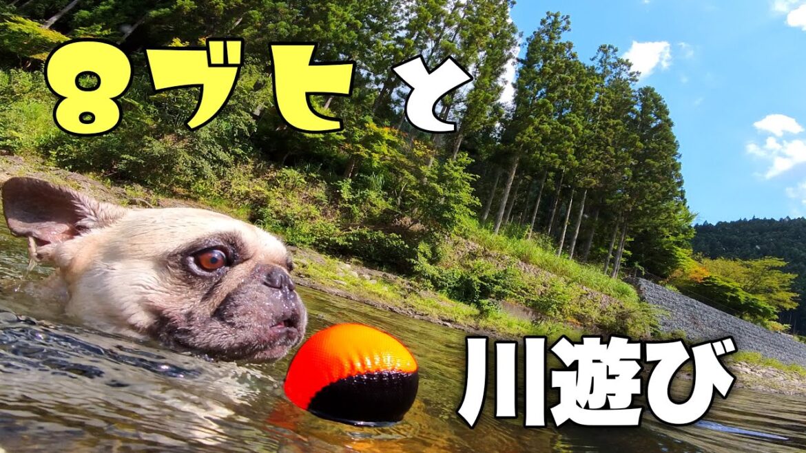 【奈良県天川村】フレンチブルドッグ8頭連れて川遊び！可愛い水中映像もあるよ