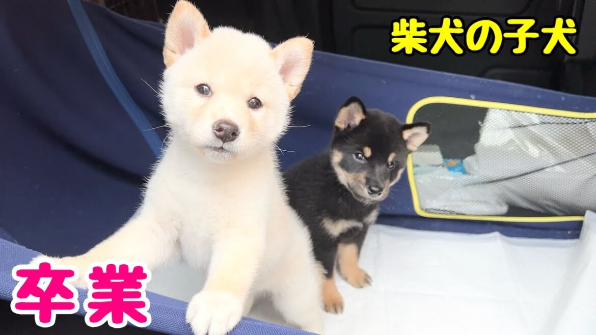 【柴犬 子犬】卒業の時を迎えた子犬たち＆最新情報