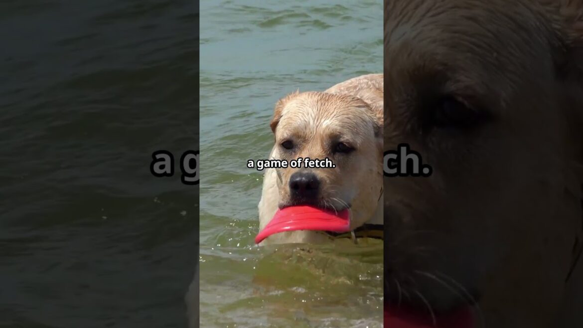 Why Labrador Retrievers Are the Ultimate Family Dogs 🐾#shorts