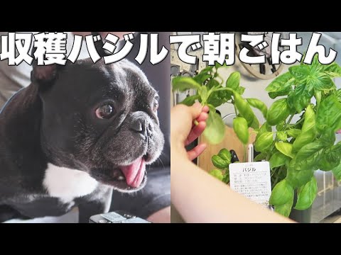 ひっそり育ててたバジルが大きく成長しました ひっそり育ててたバジルが大きく成長しました