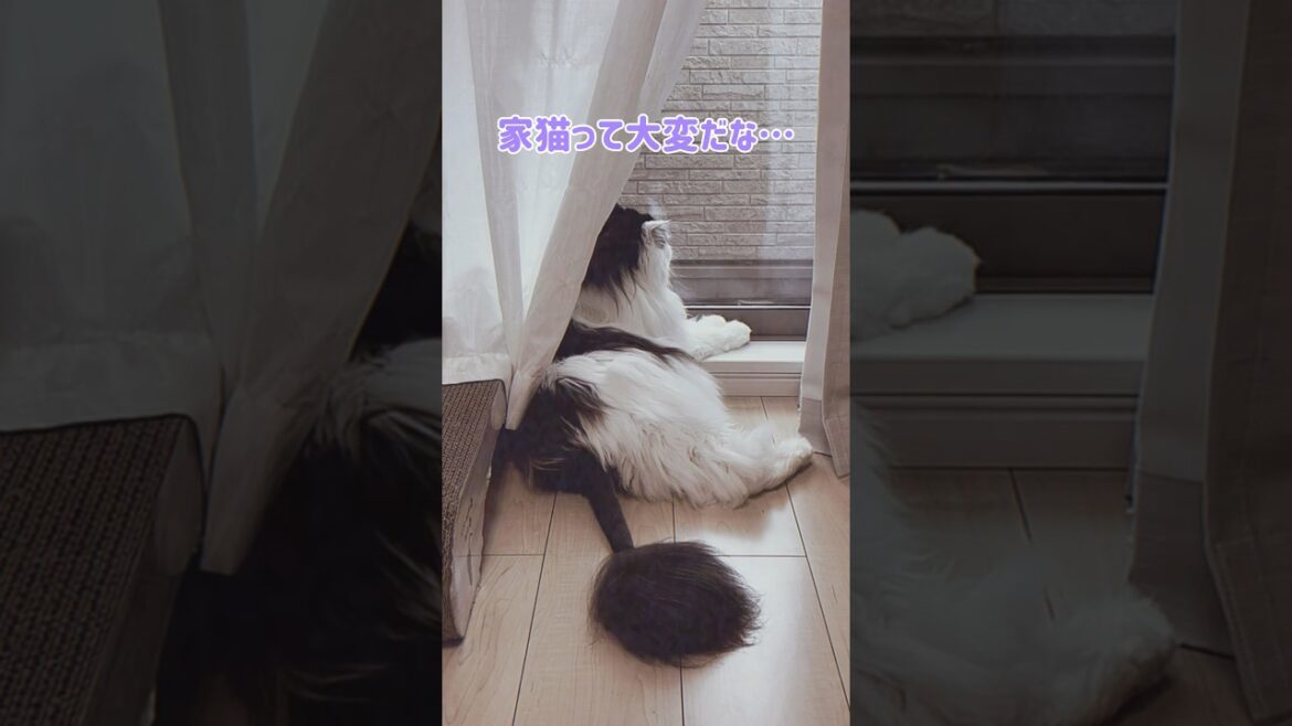 おトノ様の哀愁漂う日光浴w #shorts #cat #スコティッシュフォールド #scottishfold #シニア猫 #猫のいる暮らし #猫動画 #catvideos