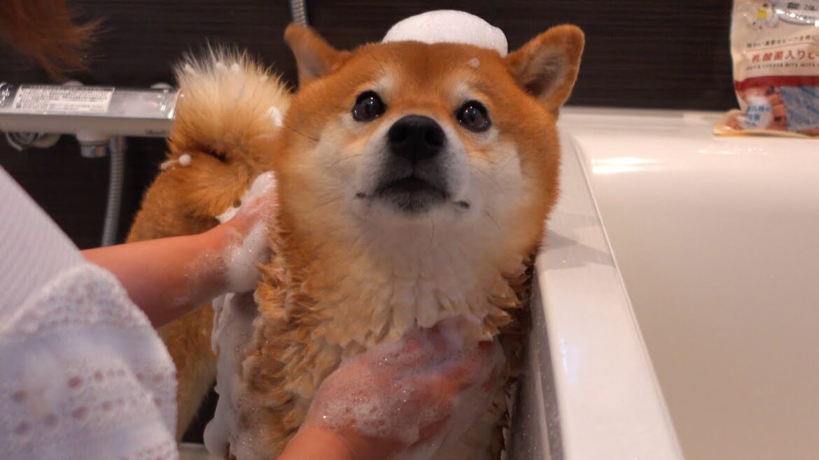 柴犬ハチが大の苦手なシャワーで涙がこぼれそう‥ママとの絆にも注目。