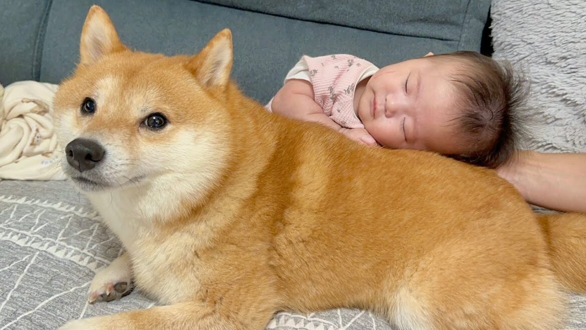 赤ちゃんが泣いているとわかるとすぐに駆け寄り背中を貸してあげる豆柴が優しすぎました....