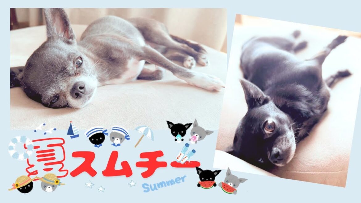 夏バテ気味のスムースチワワ♡おひるねの姿がかわいかった