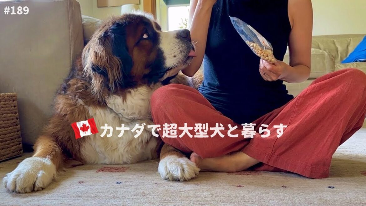 秋の気配／ゴミ屋敷動画に感化されました！【超大型犬 3頭とカナダで田舎暮らし・海外生活】