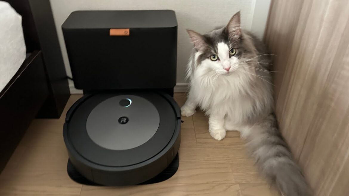 愛猫の新しいお友達がやってきた【メインクーン】
