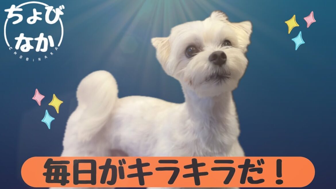 【元保護犬】この瞳を見てほしい！幸せな日常の記録　♯036