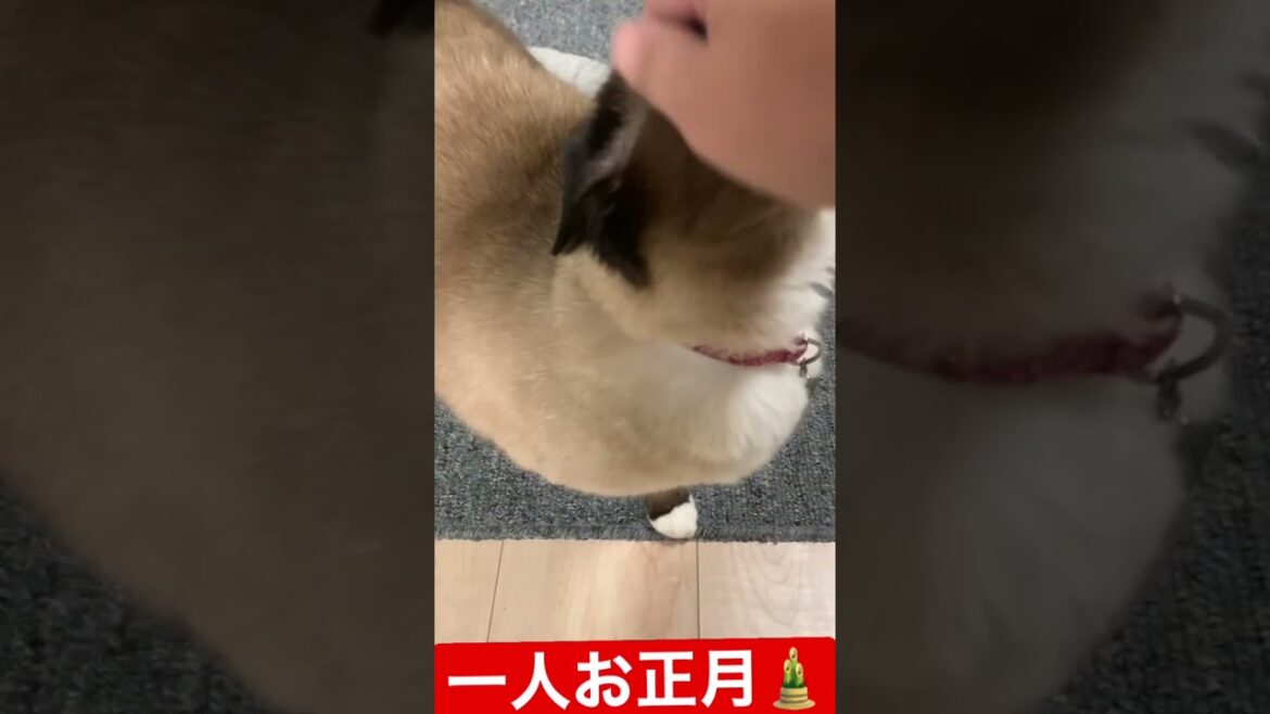 私の枕なんですが… #cat #シャム猫 #shorts