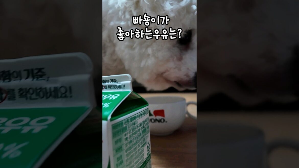 비숑 어떤우유 좋아?