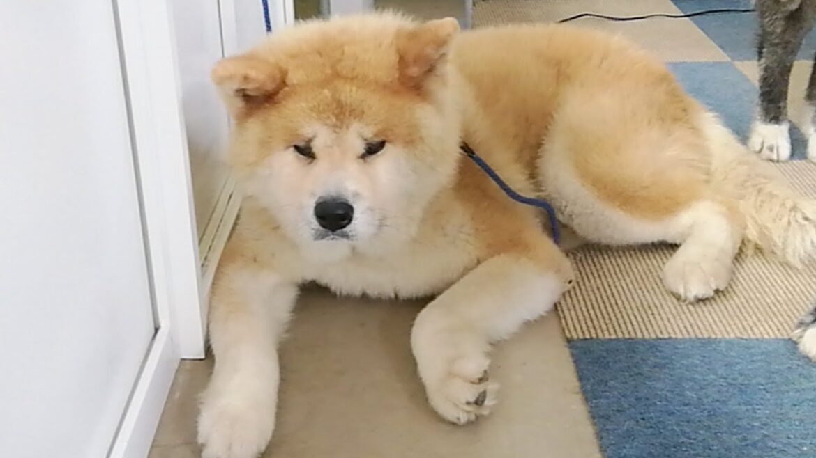 秋田犬会館配信！