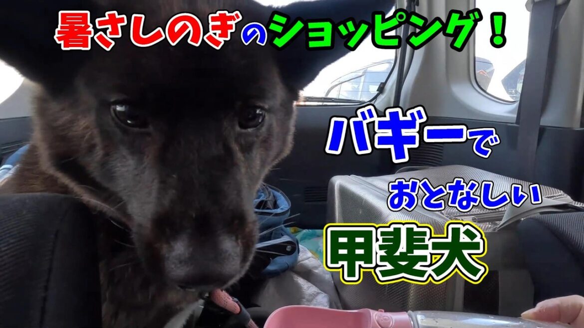 愛犬と一緒に涼みついでに大きなホームセンターで買い物を楽しみました！甲斐犬いち