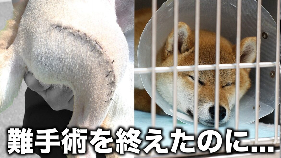【病院へ潜入】「売れないから」怪我で遺棄された柴犬を大手術！特別に手術後の様子を見せてもらいました...