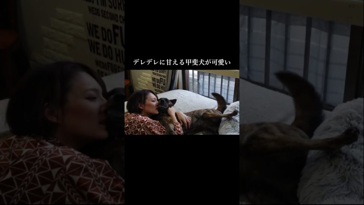 普段はクールな甲斐犬が家族だけには甘えてくるのが可愛いすぎる！