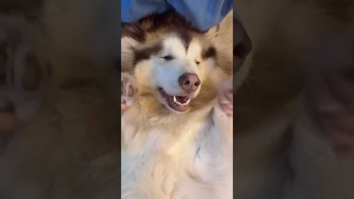 ティラミス犬 #アラスカンマラミュート #alaskanmalamute