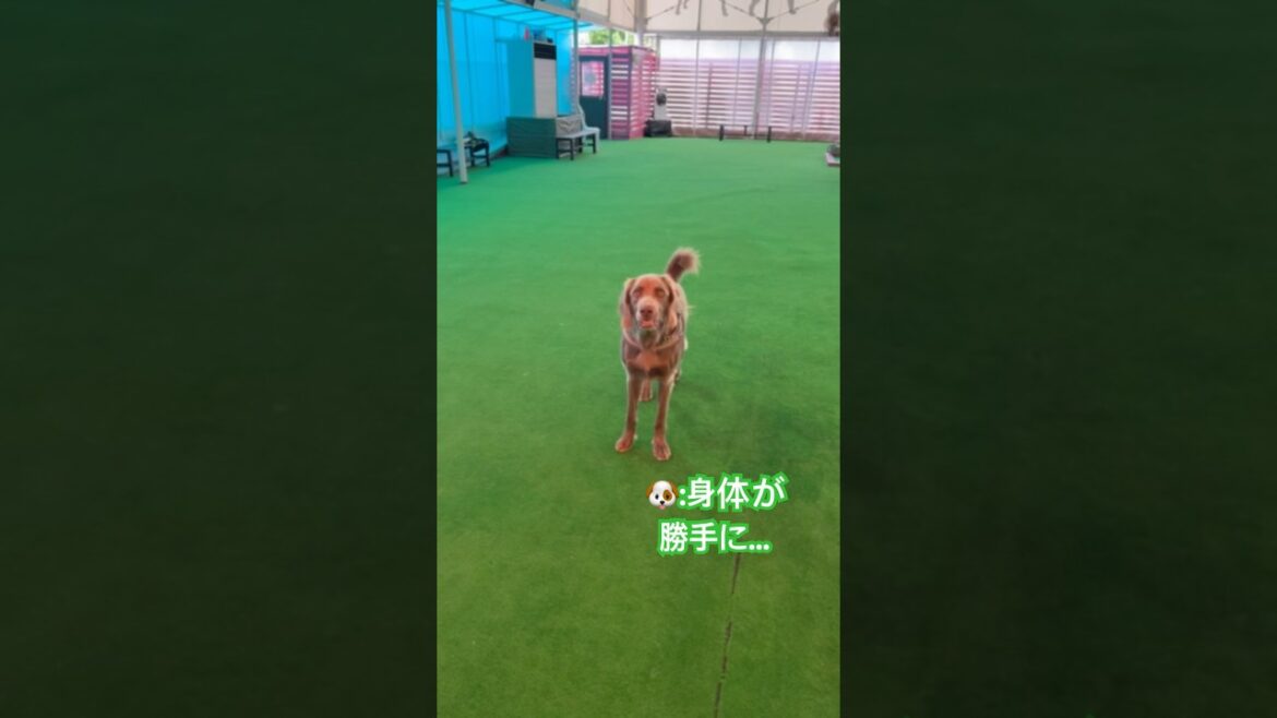 待て🫷のはずが無意識に…#大型犬 #犬のいる暮らし #ワイマラナー#ワイマラナーロングヘアード #dog#wiemaraner #shorts #ルルちゃんのルンルンちゃんねる