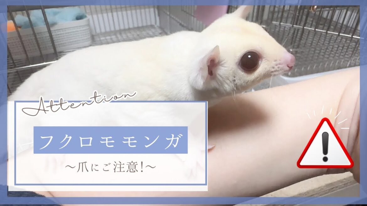 【フクロモモンガ】爪にご注意！