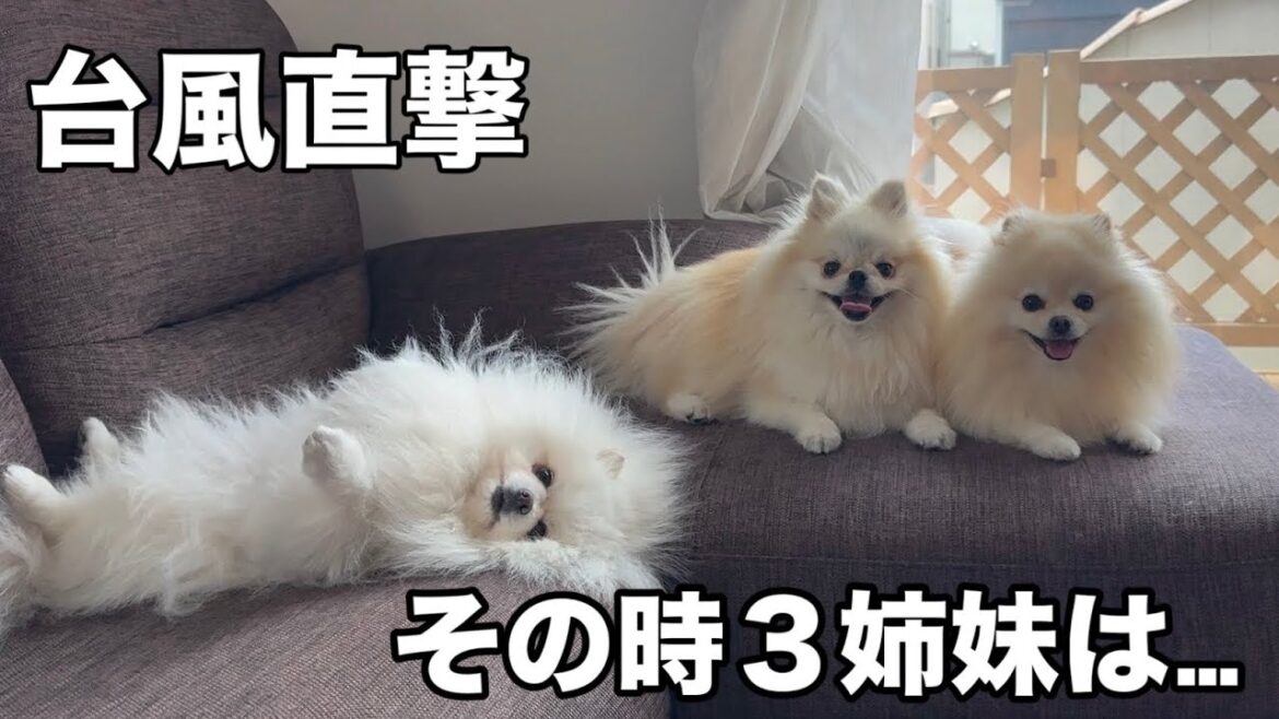 台風が我が家に直撃しました。