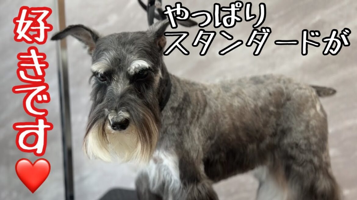 ミニチュアシュナウザーのスタンダードカットの魅力！（あられちゃん）
