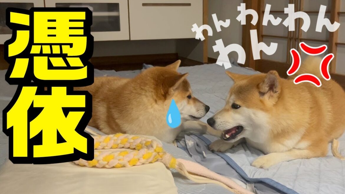 初盆に不思議現象が！犬語で喧嘩する柴犬姉妹を止めに亡き姉犬こまめが現れた…かも