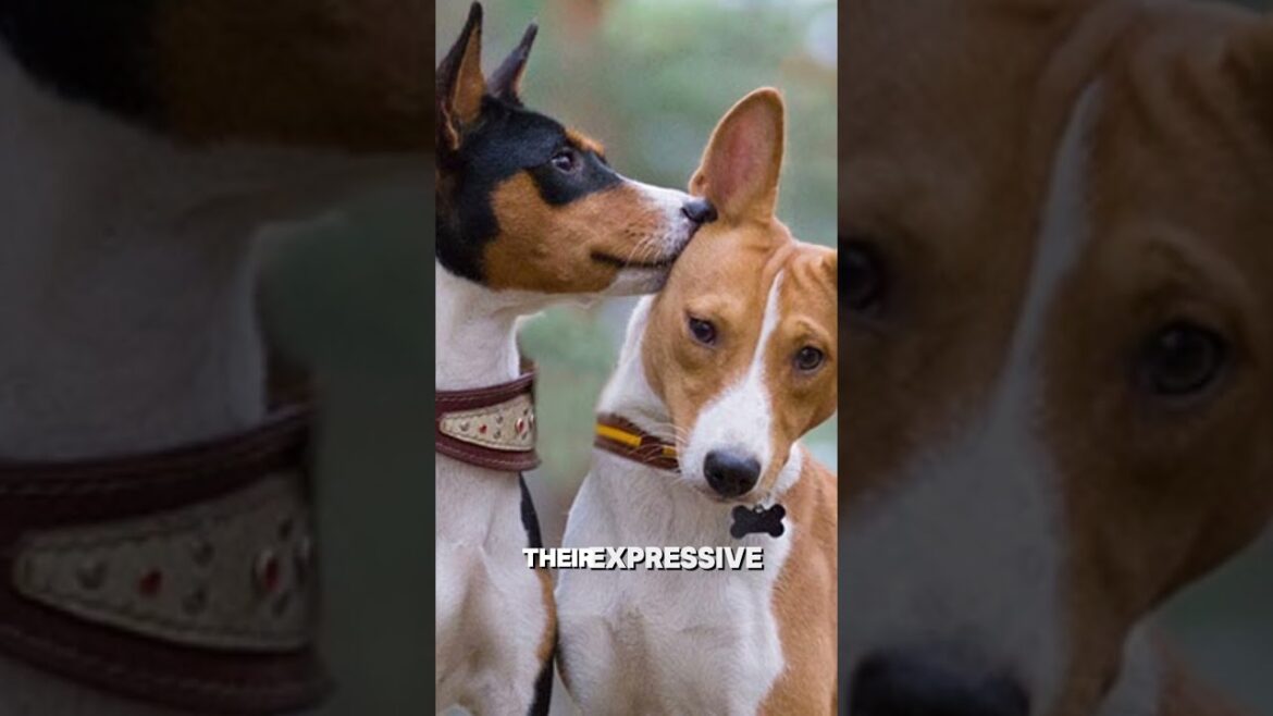 Is THIS the weirdest dog breed known to MANKIND? #basenji #basenjidog #animals #subscribe