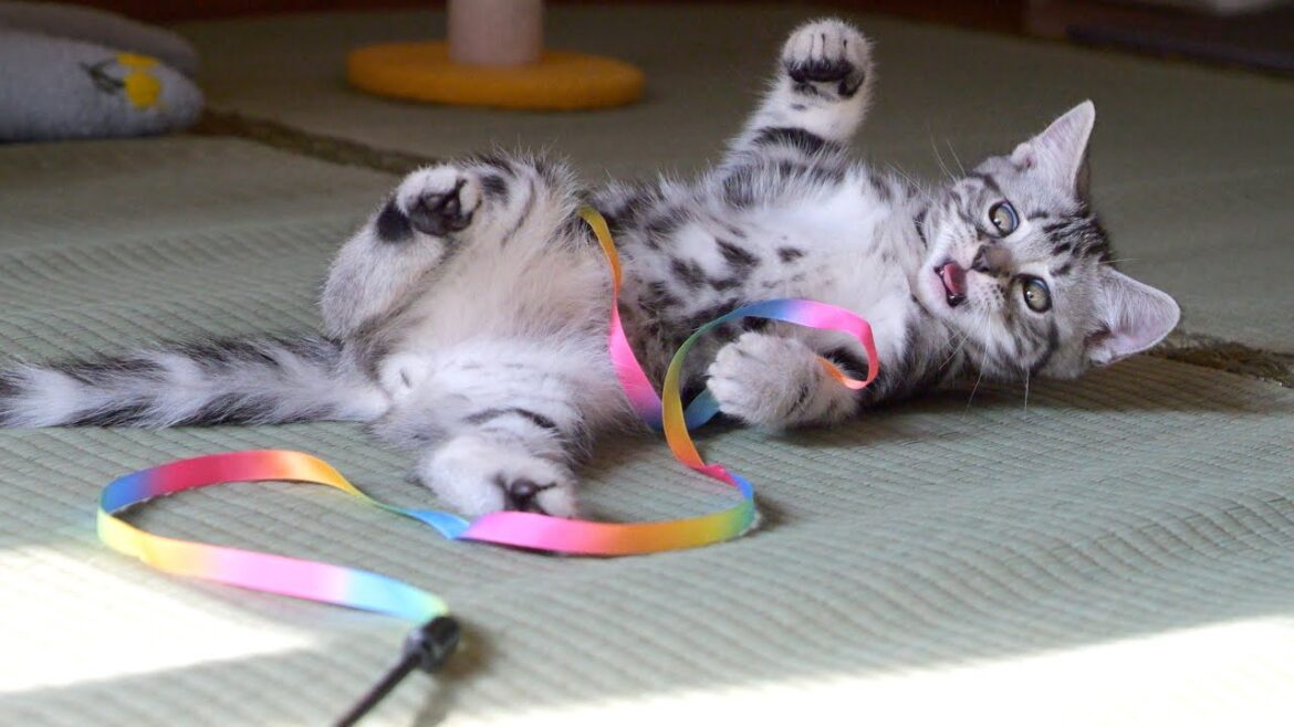 子猫たちが自由に飛び回る様子に癒され、最後にはうれしいサプライズも♬ 子猫たちが自由に飛び回る様子に癒され、最後にはうれしいサプライズも♬