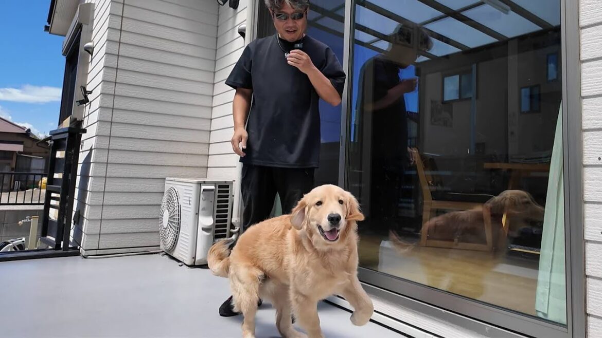 台風一過からの夏晴れで興奮して思わず声が出ちゃった犬(笑)【Golden Retriever japan】 台風一過からの夏晴れで興奮して思わず声が出ちゃった犬(笑)【Golden Retriever japan】