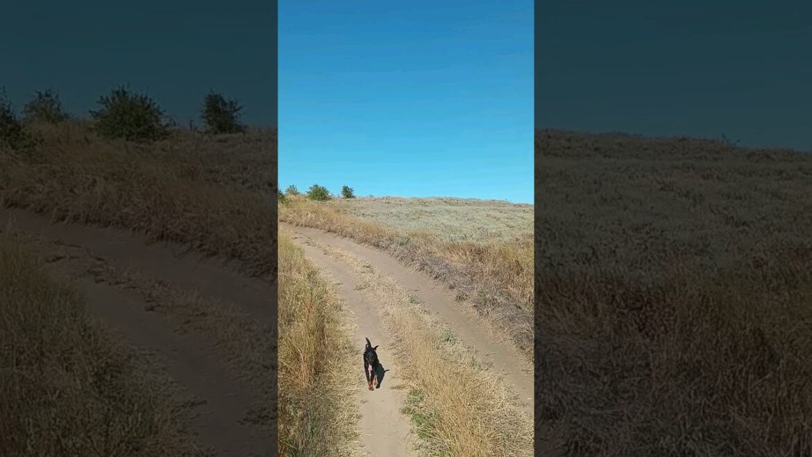 ⚡Рубик⚡ ягдтерьер german jagdterrier nature