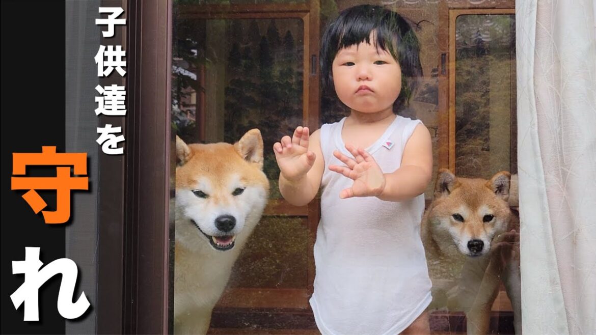気付かぬ間に侵攻された家、１歳児＆柴犬を守る為、無謀なパパが動く