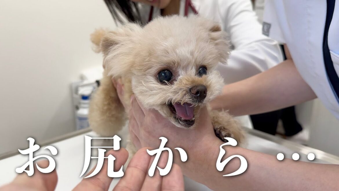 異物混入で大騒ぎ・・・【トイプードル】