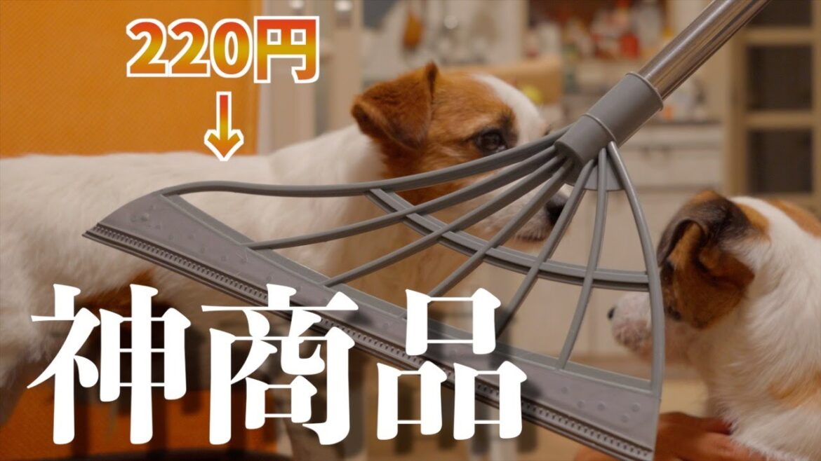 【神商品】ペットの抜け毛掃除の最強アイテムが決定しました/ジャックラッセルテリア