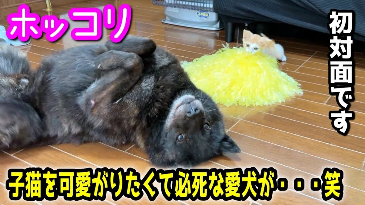 【初対面】子猫を必死に可愛がろうとする愛犬にホッコリ【甲斐犬一休と猫のしずく】
