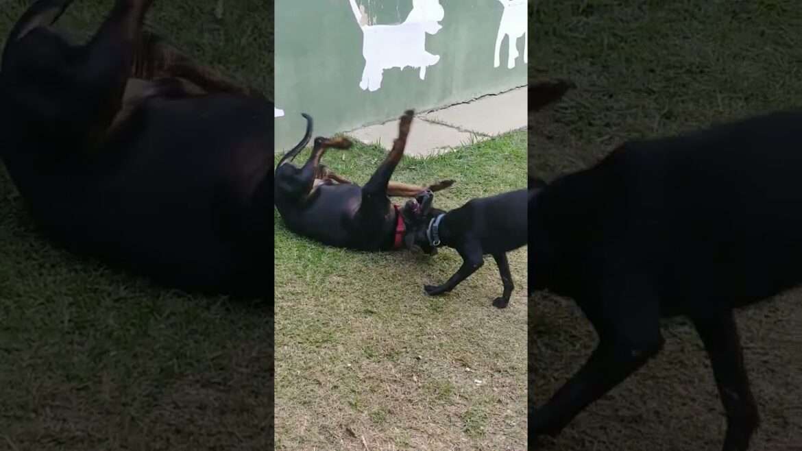 Play time! #cachorro #dogmix #dobermann #canecorso #playtime #cachorrosfofos #dogmix