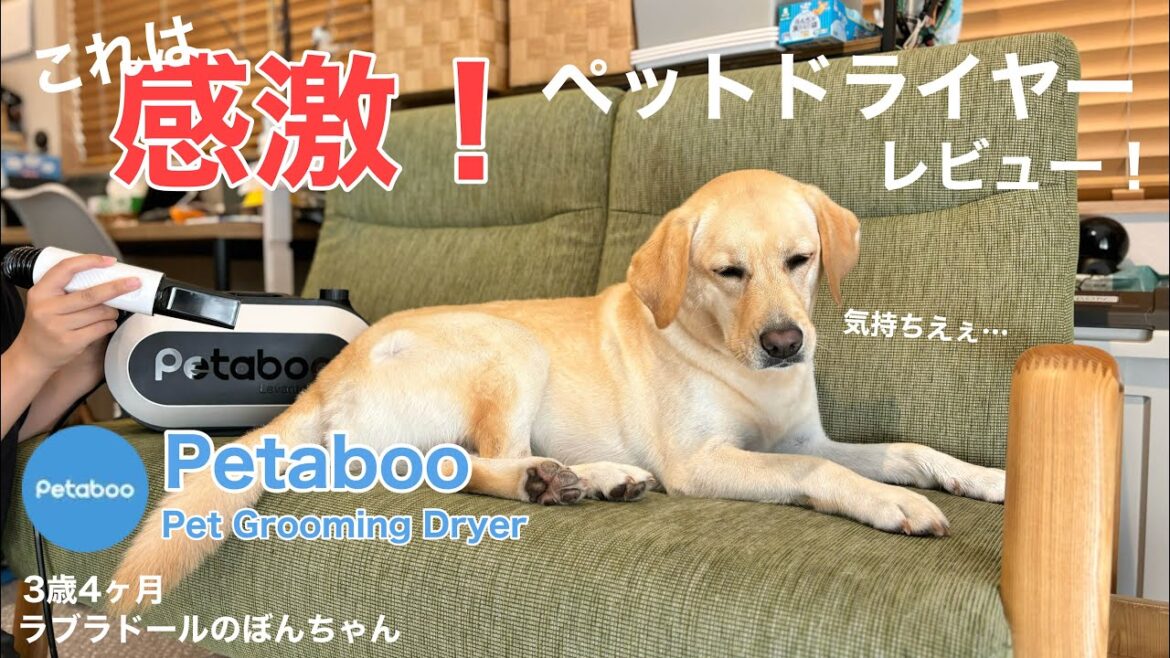 【ラブラドール#147】これは感激！ペットドライヤーのご紹介★labrador retriever ラブラドールレトリバー Petaboo 川遊び　水遊び